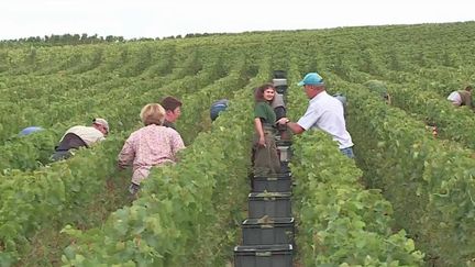 Champagne : depuis 40 ans, Bertrand vendange pour la  Maison Dupuis-Maurois