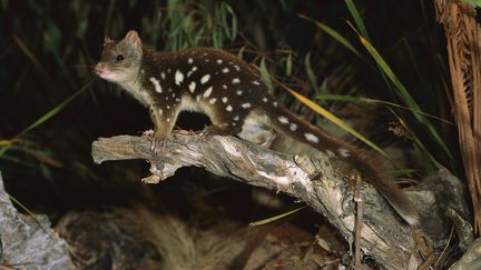 Un chat marsupial (aussi appelé&nbsp;dasyure), en Tasmanie.&nbsp; (D. PARER / MINDEN PICTURES / AFP)