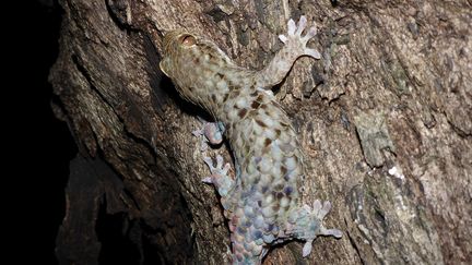 Le Geckolepis megalepis possède une étonnante aptitude : laisser tomber ses écailles et sa peau pour échapper à ses prédateurs, révèle une étude publiée le 8 février 2017. (FRANK GLAW / AFP)