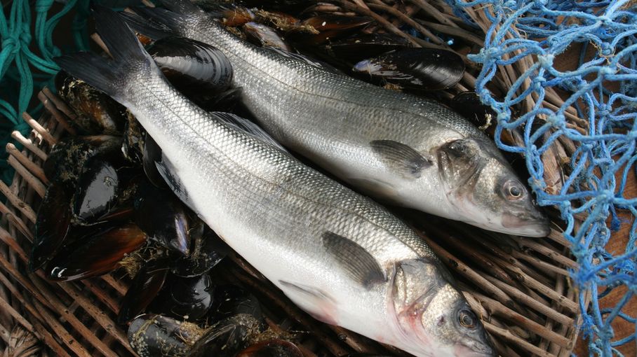 Un loup, mais de mer...