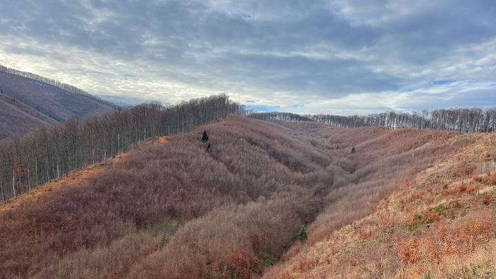 Une vue sur une zone de la forêt près de Șinca (Roumanie), dans les Carpates, où le bois a été coupé, le 30 novembre 2022. (FABIEN JANNIC-CHERBONNEL / FRANCEINFO)