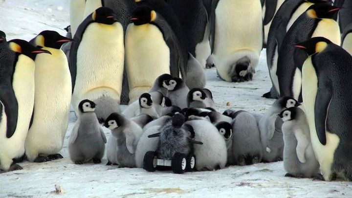 Une photo publi&eacute;e le 1er novembre 2014, montrant le robot utilis&eacute; par une &eacute;quipe scientifique pour approcher des manchots en Antarctique. (NATURE METHODS / AFP)