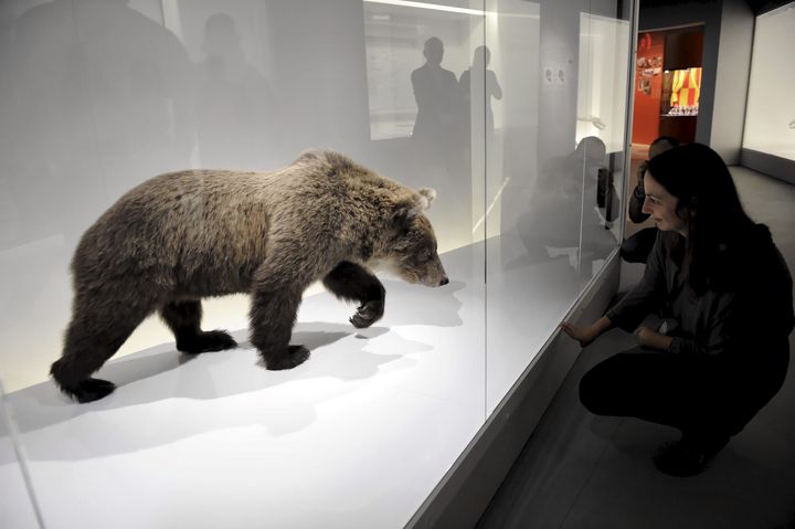 La dépouille naturalisée de l'ourse Cannelle, le 7 octobre 2013 au muséum d'histoire naturelle de Toulouse (Haute-Garonne). (MAXPPP)