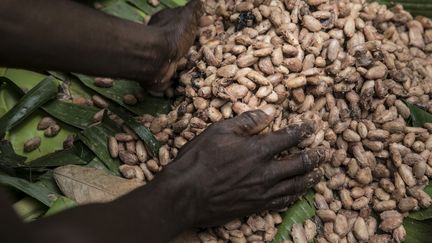 Séchage des fèves de cacao en mars 2017, dans une plantation à Adzopé, en Côte-d'Ivoire, dans le cadre du projet Pro-Planteurs, une initiative de commerce équitable.&nbsp; (GETTY IMAGES)