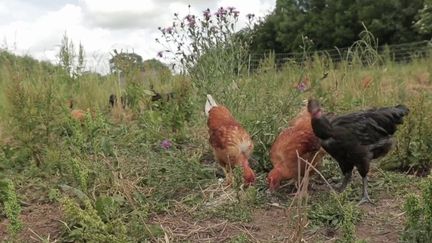 Poulets et canards pourraient manquer cette année du fait de la grippe aviaire. Depuis mars, 15 millions de volailles ont été abattues. Une crise sans précédent qui touche notamment la Vendée, deuxième département à produire le plus de volailles. (FRANCE 3)