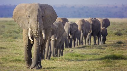 Un troupeau d'éléphants qui marchent en ligne vers un trou d'eau au nord du Kilimandjaro, photo d'illustration. (VICKI JAURON, BABYLON AND BEYOND / MOMENT RF / GETTY IMAGES)