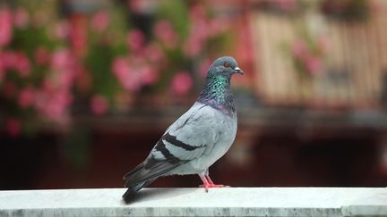 Verdun : Vaillant, le pigeon de combat