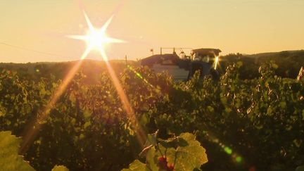 Les premières vendanges ont débuté en Ardèche, avec quelques semaines de retard, et des récoltes qui s'annoncent moins bonnes que prévues. La météo n'a pas été tendre avec les viticulteurs ces derniers mois.&nbsp; (CAPTURE ECRAN FRANCE 2)