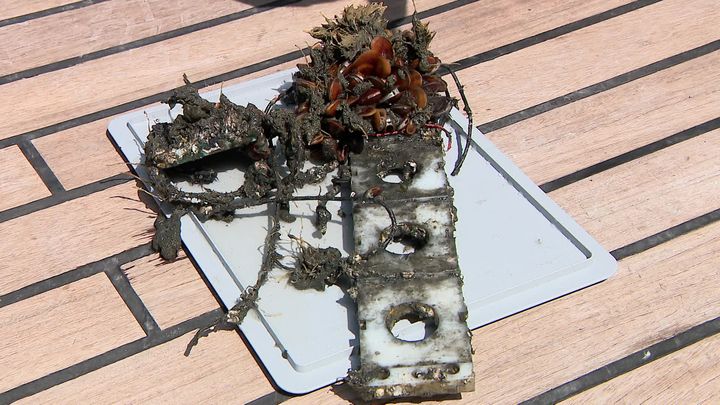 Faune et flore sous-marines se sont développées sur des morceaux de structure de l'épave du HMS Dafffodil, au large de Dieppe. (France 3 Normandie)