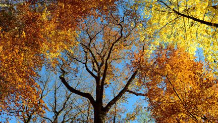 Des arbres dans les Vosges. (MICHEL RAUCH / BOSPHOTO / AFP)