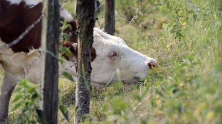 Une vache tente de brouter hors de son pré, frappé par la sécheresse, à Saint-Martin-en-Haut (Rhône, 26 mai 2011) (AFP/ Philippe Desmazes)