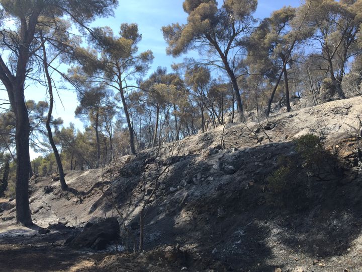 Plus de 3&nbsp;000 hectares ont &eacute;t&eacute; ravag&eacute;s par l'incendie dans les Bouches-du-Rh&ocirc;ne. (ROBIN PRUDENT/FRANCETV INFO)