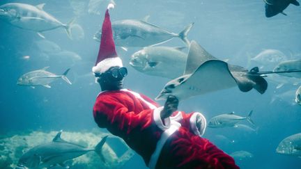 "Au milieu de poissons très familiers, le Père Noël fait le show pour le plus grand plaisir des visiteurs de l'aquarium géant de Durban. Dans le civil, Jerry Ntombela est un plongeur aguerri. (RAJESH JANTILAL / AFP)