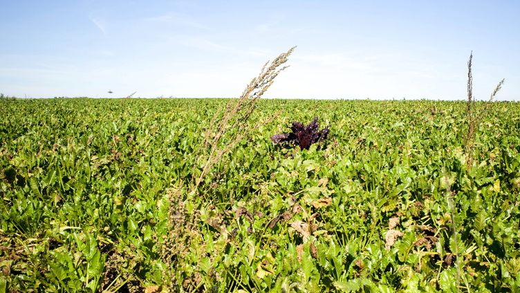 Insecticide tueur d'abeilles : l'Inrae travaille sur la 