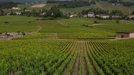 Des vignes à Mercurey, en Bourgogne. (EDOUARD ROUSSEL / MAXPPP)