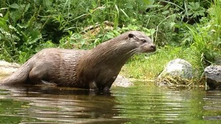 Une loutre dans le Naturopark à Hunawihr (Haut-Rhin). Novembre 2020. (FRANÇOIS PINGANAUD / FRANCE BLEU ALSACE / RADIO FRANCE)