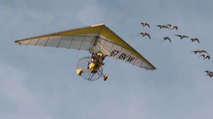 Alsace : un vol insolite en ULM… accompagné par des oies