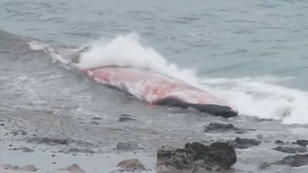 Chili : ils secourent une baleine échouée et la ramènent dans l'océan Pacifique