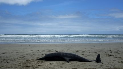 Un dauphin échoué sur une plage de la région de Penmarc'h (Finistère), en Bretagne, le 28 juillet 2020. (LYDIA FARES / HANS LUCAS / AFP)