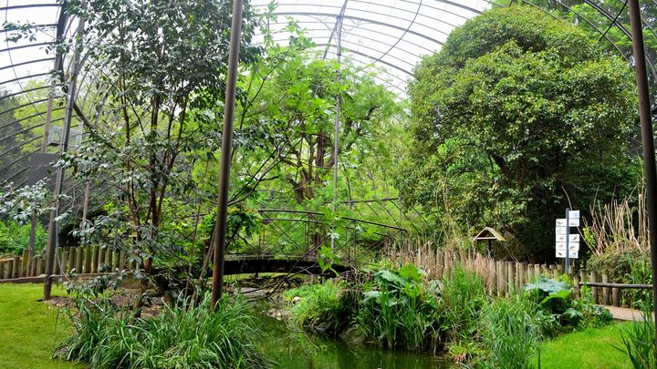 Grande volière - Ménagerie, zoo du Jardin des Plantes. (MNHN / FG GRANDIN)