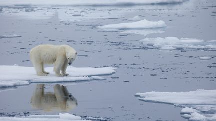 Un ours polaire se tient sur la banquise, au Svalbard, en Norvège, le 21 juillet 2013. (KT MILLER / POLAR BEARS INTERNATIONAL / AFP)