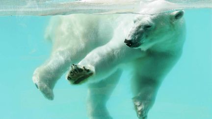 L'un des ours polaires du zoo d'Amnéville, ici en 2005. (MAXPPP)