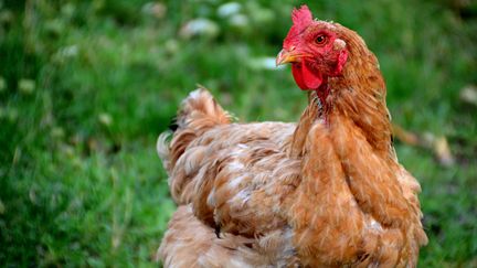 Un poulet d'une ferme de Biras, en Dordogne, le 25 novembre 2015.&nbsp;Deux&nbsp;cas de grippe aviaire ont &eacute;t&eacute; d&eacute;tect&eacute;s&nbsp;dans le d&eacute;partement quelques jours plus tard. (GERARD BOTTINO / CITIZENSIDE.COM / AFP)