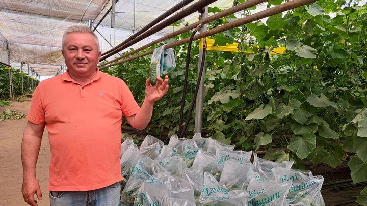 Qanadi Baranek, produttore di cetrioli e pomodori.  (Virginie Perron/Radio Francia)