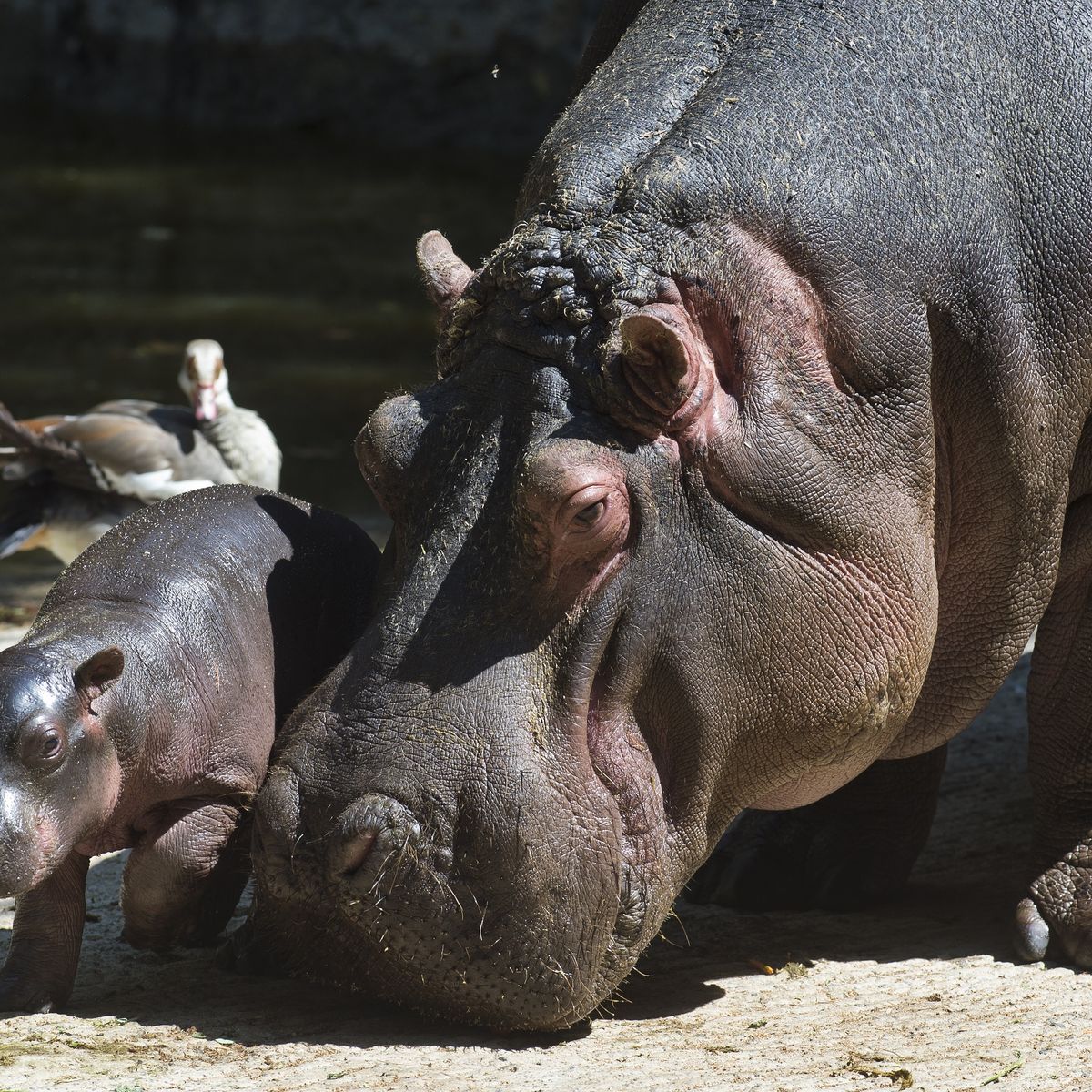 Video Ce Bebe Hippopotame Attend Que Vous Lui Donniez Un Nom