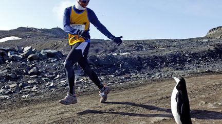 Un participant au marathon de l'Antarctique salue un manchot sur son passage, le 1er mars 2013. (JOEL ESTAY / AFP)