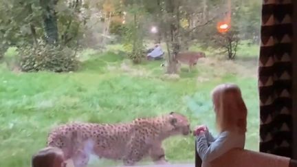 Plus besoin de se déplacer, ce sont les animaux qui viennent à la rencontre des résidents d'un soir.&nbsp; (CAPTURE ECRAN FRANCE 2)