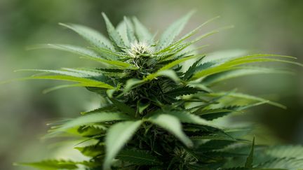 Un plan de cannabis &nbsp; (DREW ANGERER / GETTY IMAGES NORTH AMERICA)