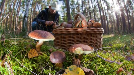 Deux habitants du d&eacute;partement de la Loire sont d&eacute;c&eacute;d&eacute;s depuis d&eacute;but octobre en raison d'une intoxication aux champignons. (PATRICK PLEUL / DPA / AFP)