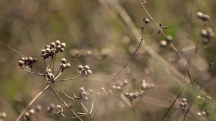 Agriculture : la réduction des aides dédiées à la coriandre bio suscite la polémique