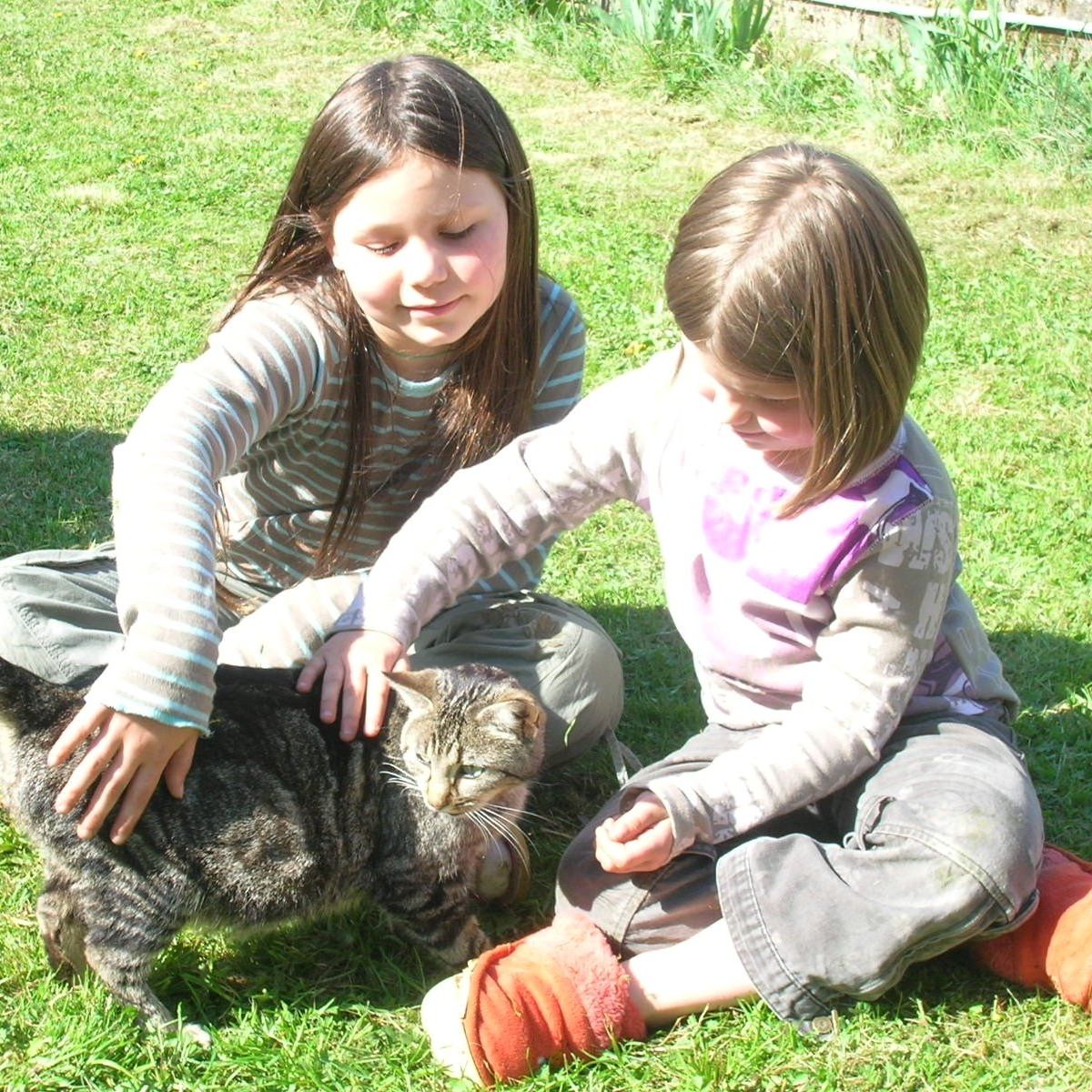 Ces Chats Ont Parcouru Des Milliers De Kilometres Pour Retrouver Leurs Maitres