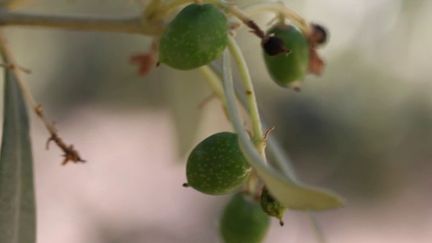 Olive de Nyons : la perle noire de la Drôme