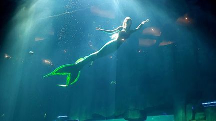 Claire, sirène à l'aquarium de Paris, lors de l'un de ses shows, le 24 juin 2023. (BENJAMIN ILLY / FRANCEINFO / RADIOFRANCE)