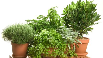 Herbes aromatiques en pots
 (AUSCAPE / UNIVERSAL IMAGES GROUP EDITORIAL / GETTY IMAGES)