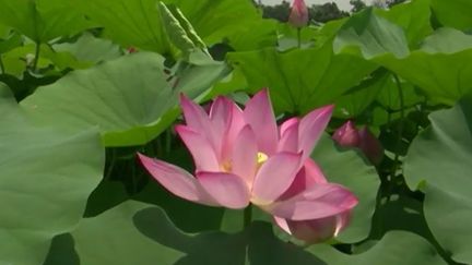 Chine : les deux visages du lotus