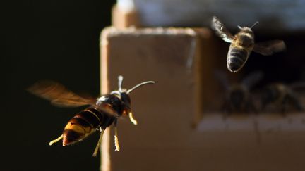 Un frelon asiatique chasse une abeille, le 14 septembre 2019, à Loué (Sarthe). (JEAN-FRANCOIS MONIER / AFP)