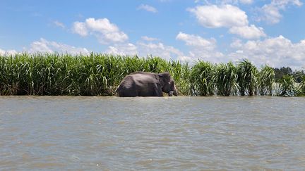 Un élephant à Jamalpur au Bangladesh, le 3 août 2016. (PROBAL RASHID / LIGHTROCKET / GETTY IMAGES)