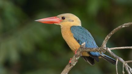 Un martin-chasseur photographi&eacute; &agrave; Born&eacute;o, en Malaisie. (CH'IEN LEE / MINDEN PICTURES / AFP)