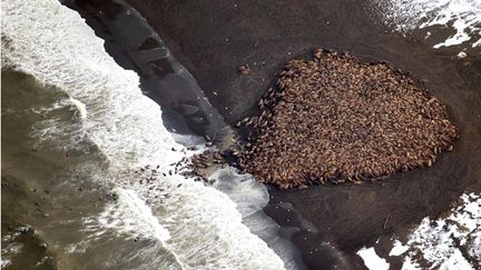 &nbsp; (Les morses se sont rassemblés sur un rivage d'Alaska le 27 septembre © SIPA-Corey Accardo)