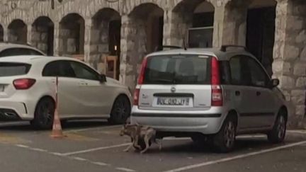 Alpes-Maritimes : un louveteau a élu domicile dans une station de ski