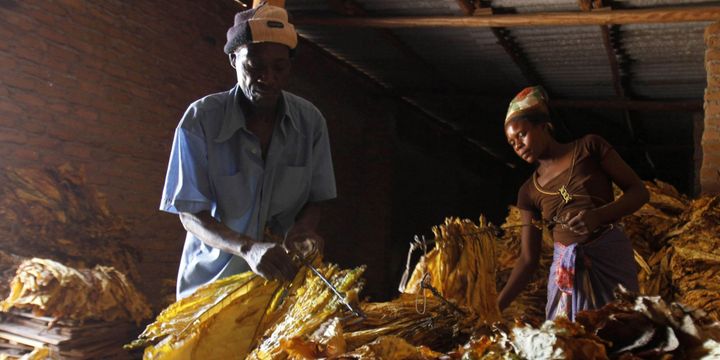 Paysans zimbabwéens en train de traiter des feuilles de tabaxx à Featherson, à 150 km au sud de Harare, capitale du pays (12-2-2013) (Reuters - Philimon Bulawayo)