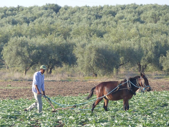 Sur arrière-fond d'oliviers, un ouvrier agricole des Moulins Mahjoub laboure&nbsp;dans un champ d'artichauts avec une charrue tirée par un mulet le 17 octobre 2019. (FTV - Laurent Ribadeau Dumas)