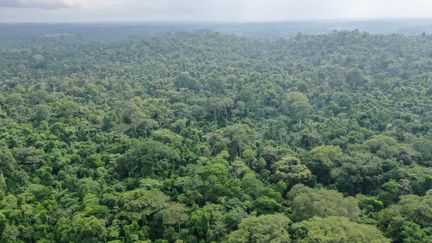 La forêt d'Omo, au Nigéria, photographiée le 12 juin 2019. (MOISE GOMIS / AFP)