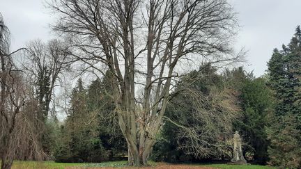 Un grand hêtre pourpre au parc de la Pépinière Nancy (Meurthe-et-Moselle).&nbsp; (ISABELLE BAUDRIER / RADIO FRANCE)