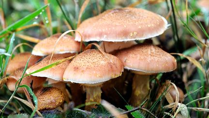 Des champignons sauvages. Photo d'illustration. (PHILIPPE HUGUEN / AFP)