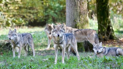 Des loups dans le parc de Sainte-Croix, &agrave; Rhodes (Moselle), le 30 mars 2015. (BRUNO MATHIEU / BIOSPHOTO / AFP)